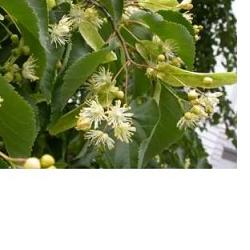 EIE TIGLIO 30 ML GOCCE - Parafarmacia Mostacciano