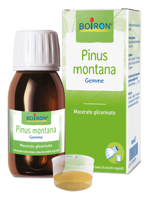 PINUS MONTANA MACERATO GLICERICO 60 ML INT - Parafarmacia Mostacciano